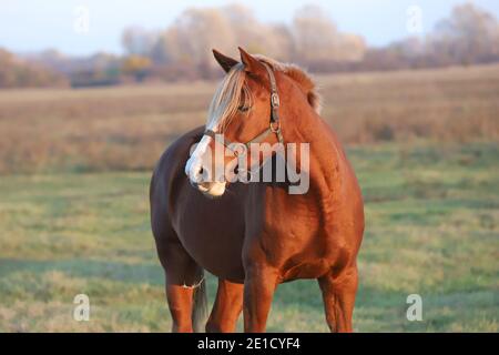 Beautiful kisberi felver horse grazing on the hungarian puszta at sunset golden hour Stock Photo