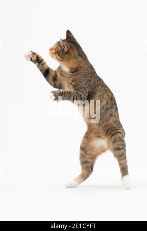 she-cat stands on two legs to reach higher. Each game for a cat is a new hunting and training before actually attacking its prey. Stock Photo