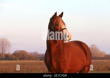 Beautiful kisberi felver horse grazing on the hungarian puszta at sunset golden hour Stock Photo