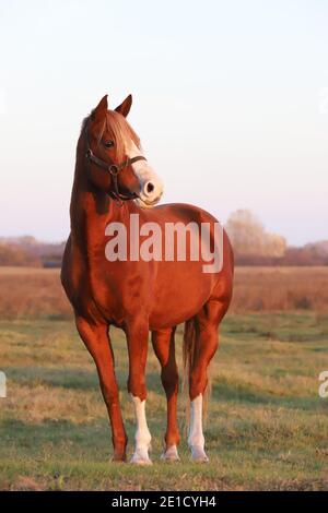 Beautiful kisberi felver horse grazing on the hungarian puszta at sunset golden hour Stock Photo