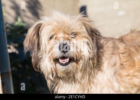 Portrait of a cute shaggy mixed breed dog. Close-up. Stock Photo