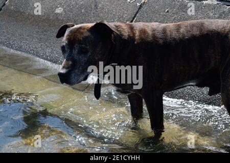 Dog Walking in Seawater and Looking Anxious Stock Photo