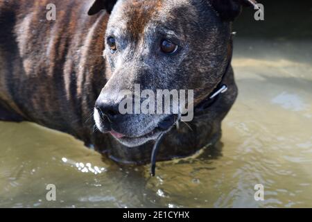 Dog Walking in Seawater and Looking Anxious Stock Photo