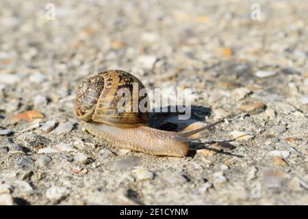 Garden Snail Crawling on a Countryside Road in West Sussex Stock Photo