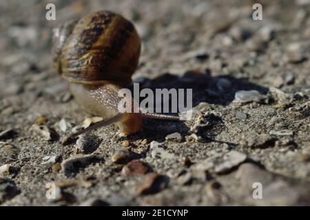 Garden Snail Crawling on a Countryside Road in West Sussex Stock Photo