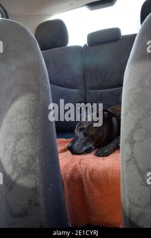 Staffordshire Bull Terrier Asleep in Car Stock Photo