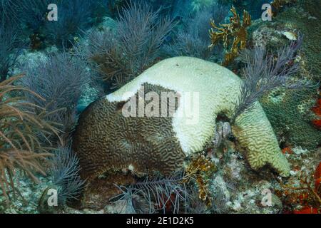 Dying symmetrical brain coral (Pseudodiploria strigosa), Key Largo, Florida, USA Stock Photo