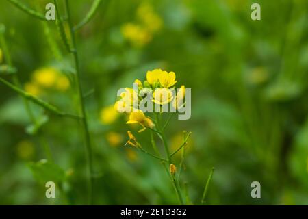 A bunch of or yellow mustard flowers Stock Photo