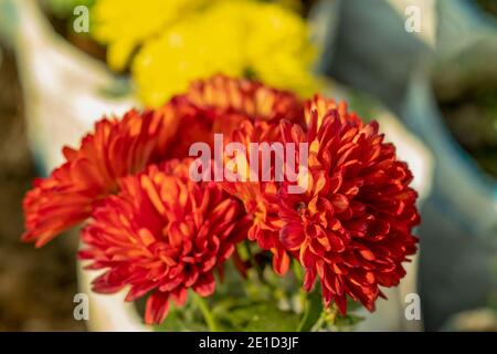 Another set of colorful Dahlia Flower Stock Photo