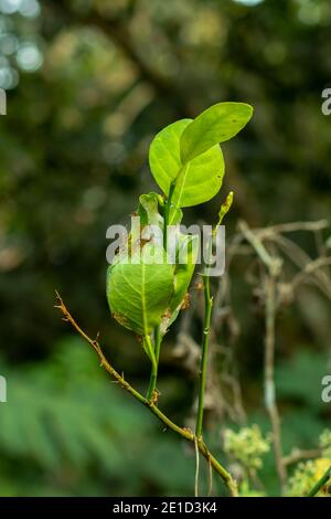 Ant or pipilika collect food in their home on lemon tree Stock Photo