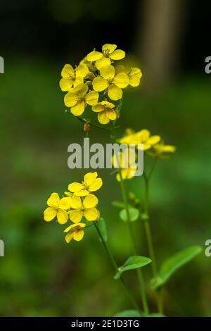 Colbaga or yellow mustard flowers that a bunch Stock Photo