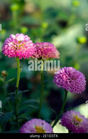 Dahlia from composite family pink and off white flower petals Stock Photo