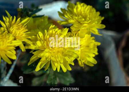 Dahlia pinnata from compositae family yellow flower petals Stock Photo