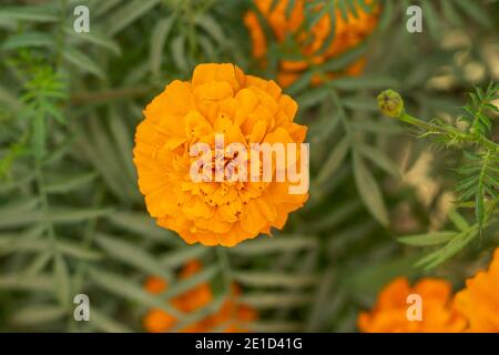 The single solid and pure yellow marigold flower Stock Photo