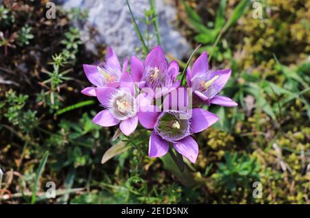 Incredible purple blossom of Gentianella ramosa who growth up in Beskydy mountains, czech republic. Herbal plant which is also known as dwarf gentians Stock Photo