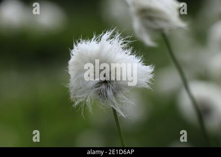 Small white wad on simple green stem. Eriophorum vaginatum in green vegetation. Tussock cottongrass, or sheathed cottonsedge looks like clot of dust. Stock Photo
