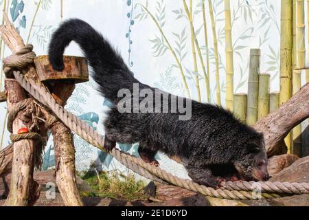 ☆ 即納 ☆ 激レア！ ビントロング（Binturong / Bear cat）の