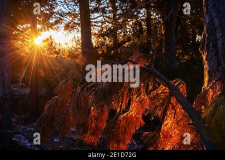 Landscape in a forest with dry pine branches, illuminated by the dawn sun that enters between the trees creating a star. Stock Photo