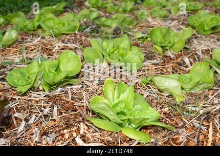 Lettuces of the trocadero variety planted among the mulch mulch Stock Photo