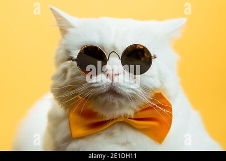 Close portrait of white furry cat in fashion sunglasses. Luxurious domestic kitty in glasses poses on yellow wall background. Stock Photo