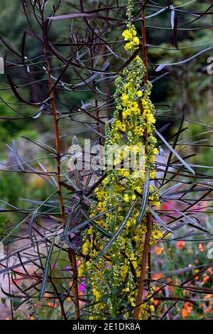 verbascum chaixii sixteen candles,Pseudopanax linearis,lancewood,yellow flowers,flowering,mix,mixed planting combination,different,unusual,RM flor Stock Photo