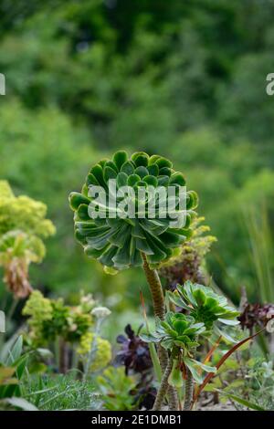 aeonium green goddess,mint green leaves,fleshy leaves,rosette,succulent,succulents,RM Floral