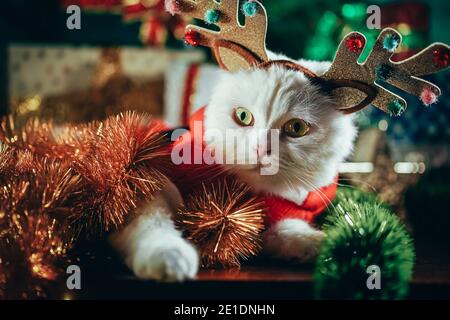 Portrait of fluffy white cat in Christmas decoration - deer horns ...