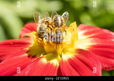 A pair of honey bee collecting pollen at yellow stamens in a flower, close up. A bee working on a garden flower.