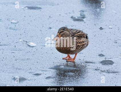 A female mallard duck standing on a frozen lake. Stock Photo