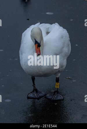 Mute swan walking on a frozen lake. Both legs of the swan are ringed. Stock Photo
