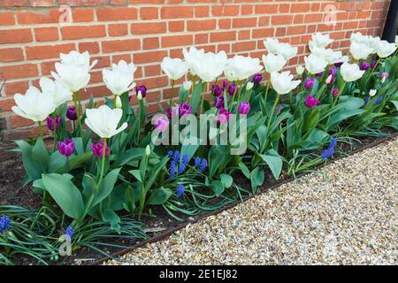 Spring flowers in a border in a garden, tulips and muscari flower bulbs in bloom, UK Stock Photo