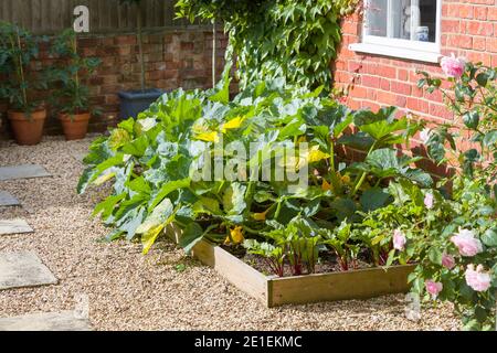 Vegetables (courgette plants and beetroot) growing in a raised bed in a UK garden in summer. Stock Photo