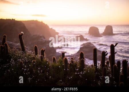 Sunset with Cactus in the Foreground of Punta de Lobos, Pichilemu Stock Photo