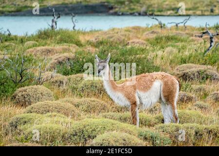 Guanaco, Torres del Paine National Park, Magallanes Region, Patagonia, Chile Stock Photo