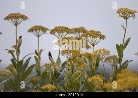 Sete, France.19th, Aug,2019. Anise flowers of Sete, France. Stock Photo