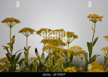 Sete, France. 19th, Aug,2019. Anise flowers of Sete, France. Stock Photo