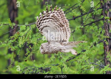Ural Owl (Strix uralensis) flying in boreal taiga forest, Lake Huvsgol, Mongolia Stock Photo