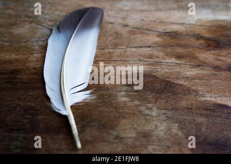 A table top shot of a white feather placed don a textured wood. A bird feather. Stock Photo