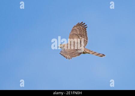 Eurasian Sparrowhawk (Accipiter nisus) adult flying in blue sky, Hesse, Germany Stock Photo
