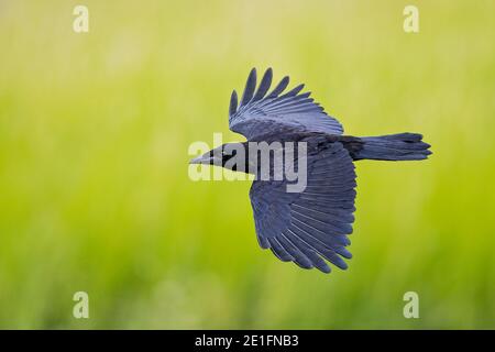 Carrion Crow (Corvus corone) adult close-up flying with open wings, Hesse, Germany Stock Photo