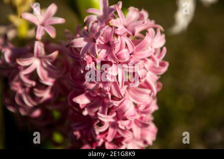 Pink Surprise Hyacinth flowers bloom in pink and are hardy winter flowers. Stock Photo