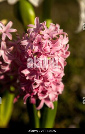 Pink Surprise Hyacinth flowers bloom in pink and are hardy winter flowers. Stock Photo