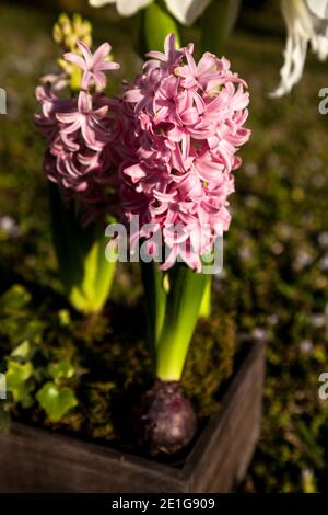 Pink Surprise Hyacinth flowers bloom in pink and are hardy winter flowers. Stock Photo