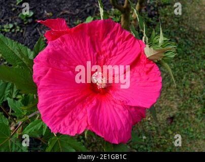 A pink color of giant hardy hibiscus flower at full bloom Stock Photo