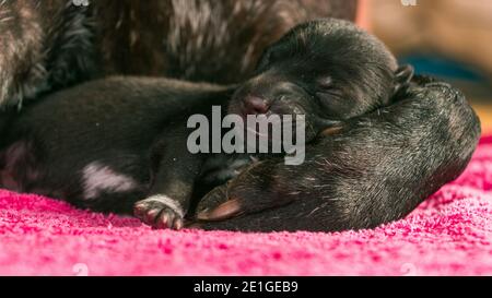 One week old puppies with mother dog Stock Photo