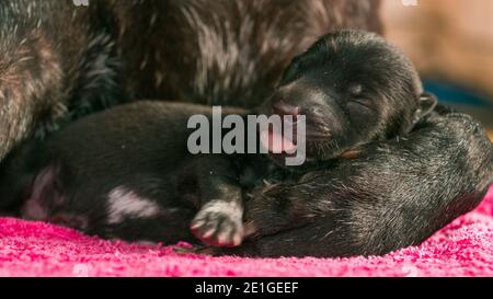 One week old puppies with mother dog Stock Photo