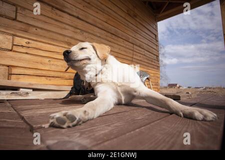 bored Labrador Retriever puppy lies on wooden floor in open air. Tired dog resting after long day. Puppy lying on a wooden painted terrace fisheye len Stock Photo
