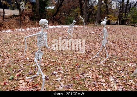 Five skeleton dancing in yard filled with autumn leaves for Halloween. Glad I wasn't there that night. St Paul Minnesota MN USA Stock Photo