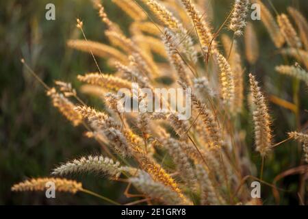 Grass flowers under warm golden sunlight Stock Photo