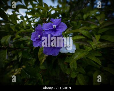 Closeup macro of purple Brunfelsia uniflora franciscea pauciflore nightshades flowering plant in Guatape Antioquia Colombia South America Stock Photo